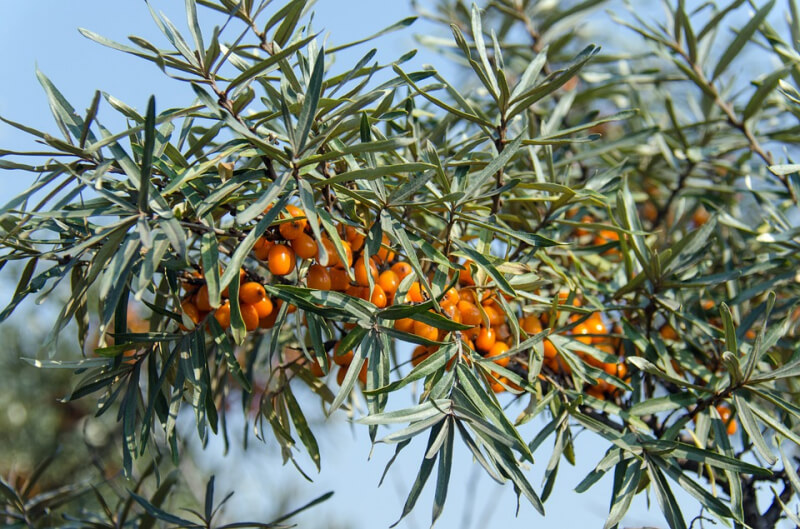 sea-buckthorn-from-abloomnova.net_-800x529 Check out these amazing sea buckthorn benefits!